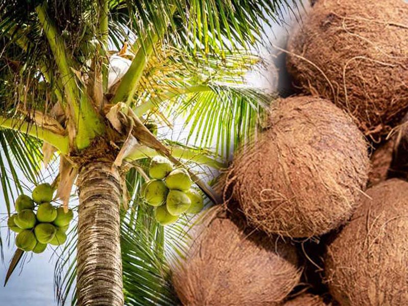 Coconuts Sri Lanka